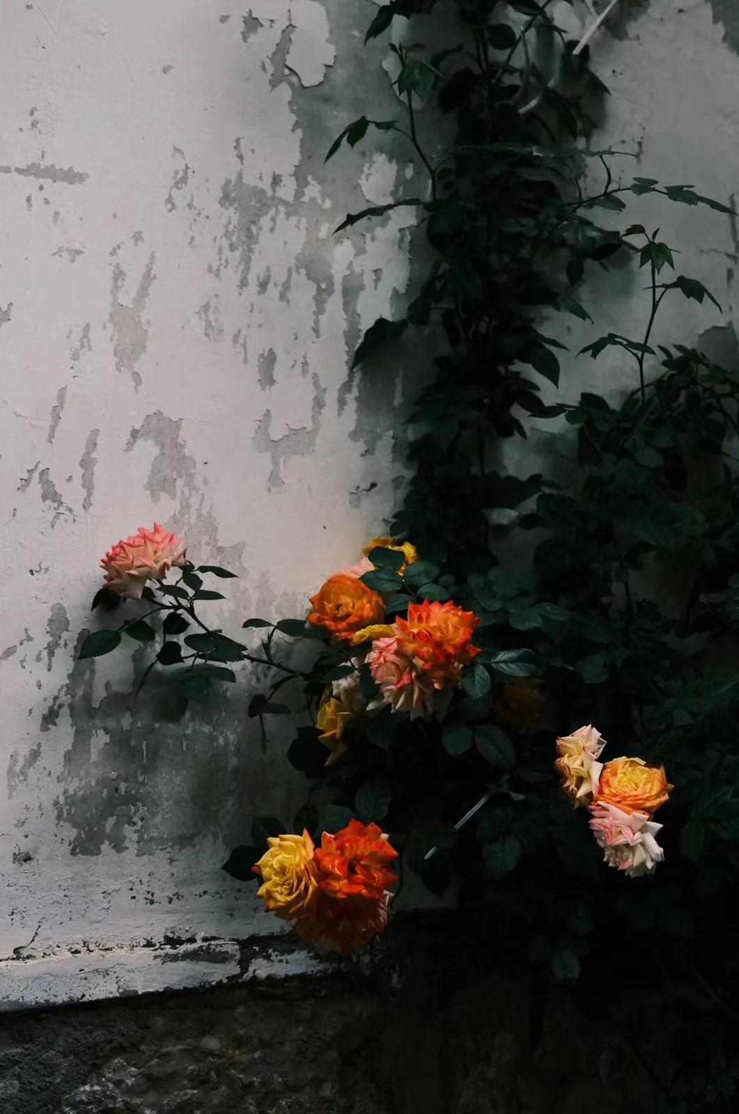 Lijiang photograph