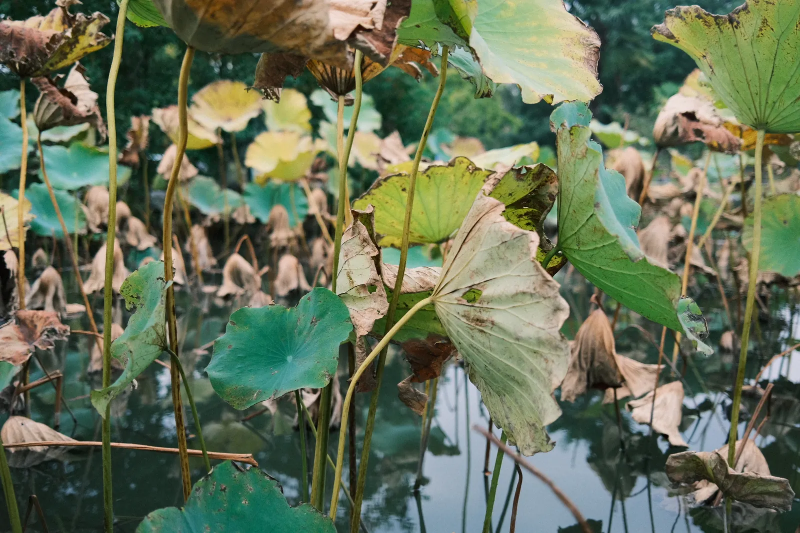 Shanghai photograph
